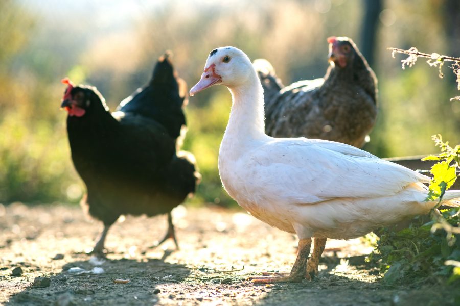 Avian influenza confirmed at premises near Lowestoft