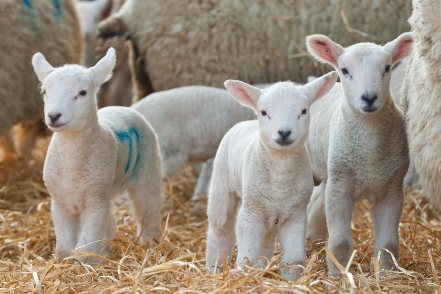 SCHMALLENBERG LAMBING STUDY – WE NEED YOU!