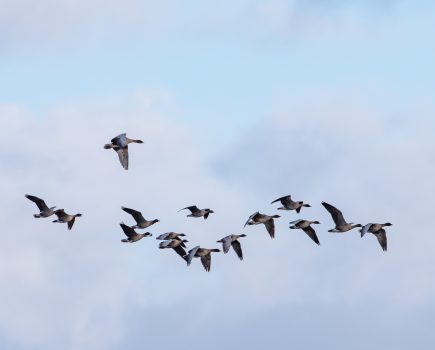 New guidance on mitigating the impact of avian influenza in wild birds