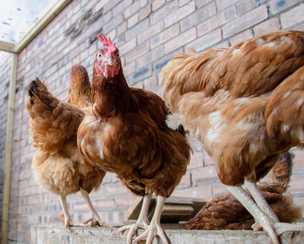 Avian influenza identified at a premises on Anglesey