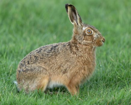 Rural crime: what should you do if you see coursing, lamping or poaching in progress?