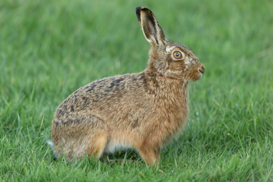 Rural crime: what should you do if you see coursing, lamping or poaching in progress?