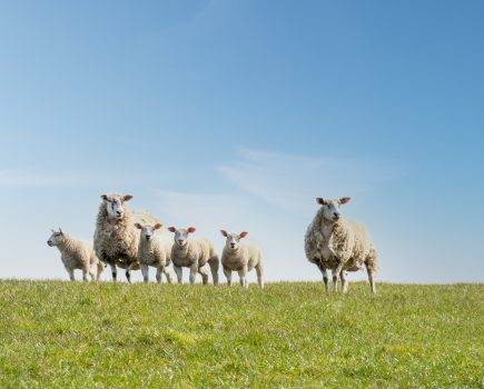 Sheep parasite alert: England, Wales and lower lying ground in Scotland and Northern Ireland at high nematodirus risk, warns SCOPS