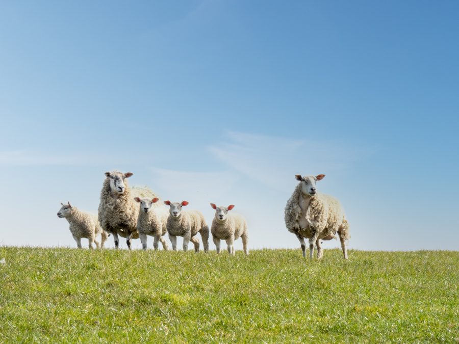 NADIS issues blowfly strike alert: sheep owners urged to check flocks