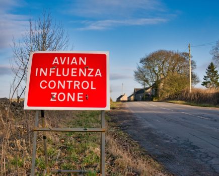 Bird flu:  Avian Influenza Prevention Zone declared for whole of England