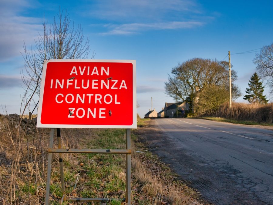 Bird flu:  Avian Influenza Prevention Zone declared for whole of England