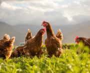 Bird flu confirmed at premises near Wooler, Berwick-Upon-Tweed