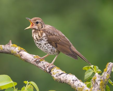 Have you seen ‘vital signs’ of spring? Woodland Trust calls for survey participants