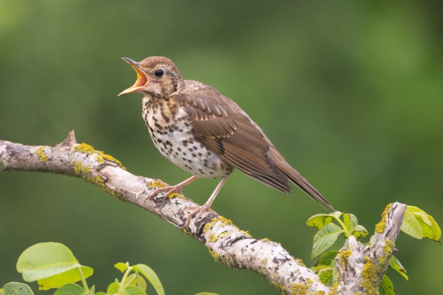 Have you seen ‘vital signs’ of spring? Woodland Trust calls for survey participants