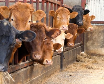 Seasonally vector low period for bluetongue begins