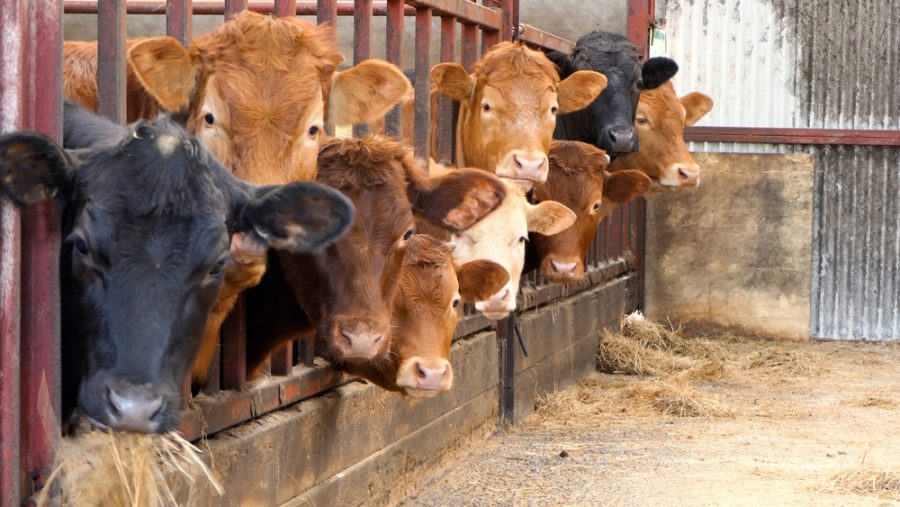 Seasonally vector low period for bluetongue begins