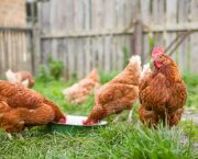 Poultry keepers struggle to register birds via ‘ineffective’ Defra system