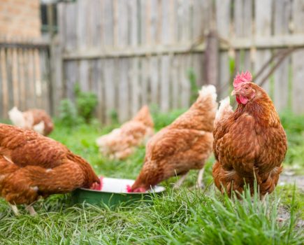 Poultry keepers struggle to register birds via ‘ineffective’ Defra system