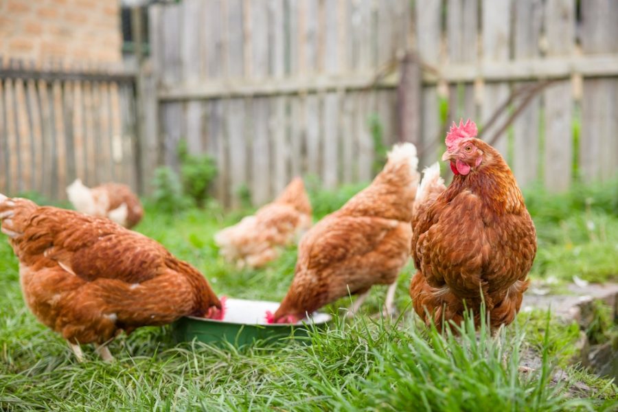 Poultry keepers struggle to register birds via ‘ineffective’ Defra system