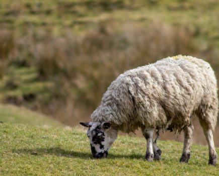 Influenza of avian origin (H5N1) confirmed in a single sheep in Yorkshire