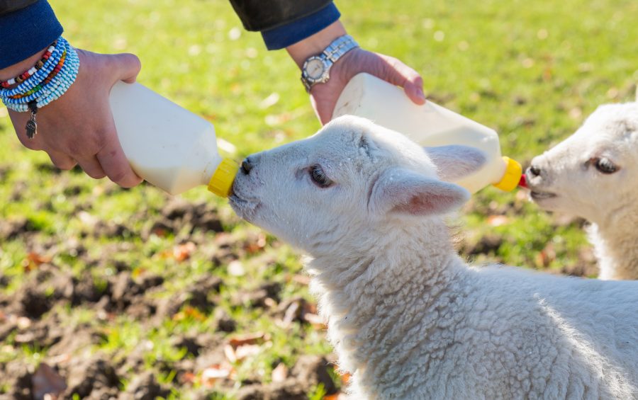Hand-rearing lambs: pets or pests?