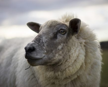 What’s the latest on bluetongue?