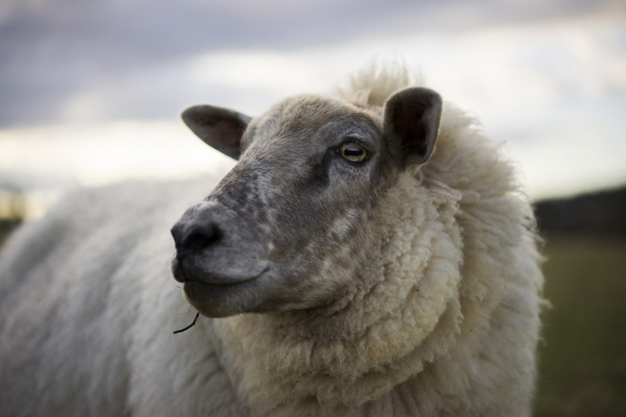 UK farmer survey launched to understand on-farm impact from bluetongue