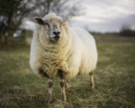 Bluetongue confirmed in single sheep near Faversham, Kent