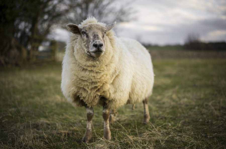 Bluetongue confirmed in single sheep near Faversham, Kent