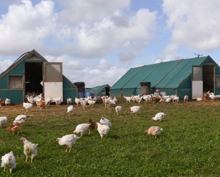 Bird flu confirmed near Wem, Shropshire