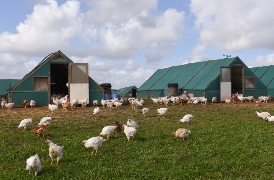 Bird flu confirmed near Wem, Shropshire