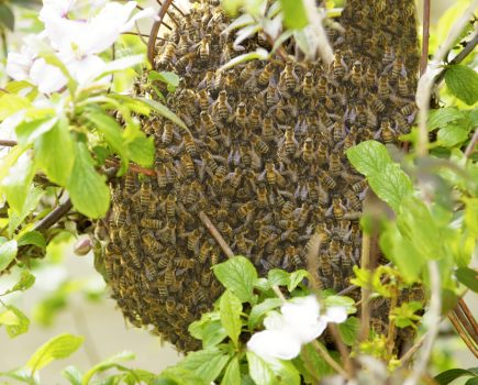 Honey bees could start swarming soon – what to do if you see one
