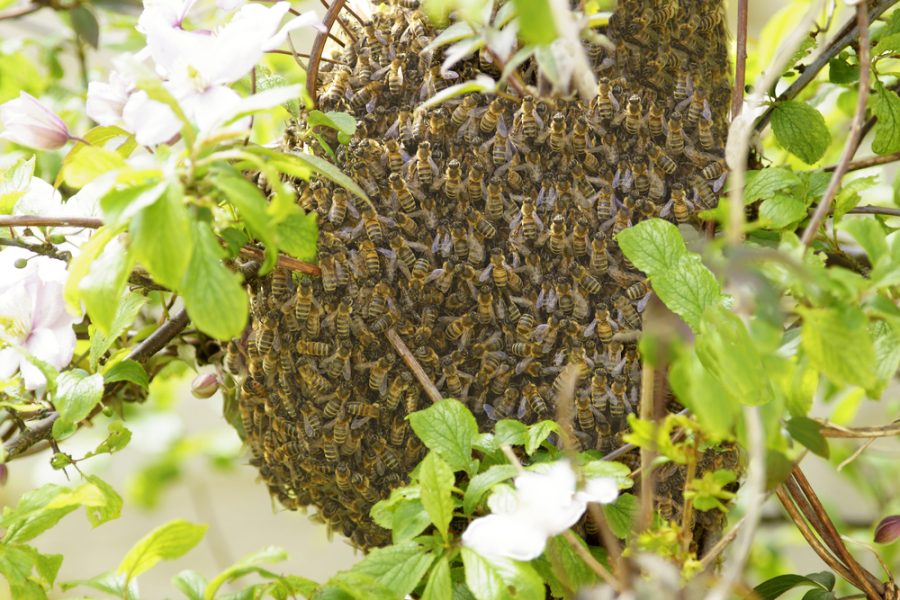 Honey bees could start swarming soon – what to do if you see one
