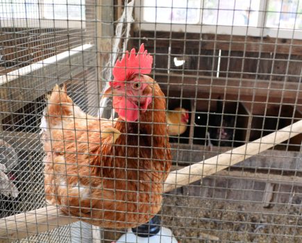 Bird flu housing measures expanded