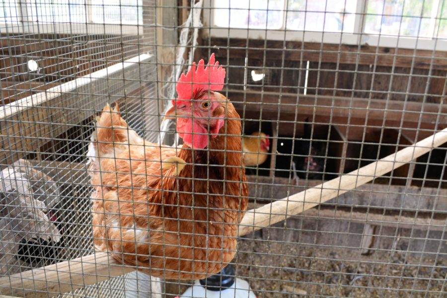 Bird flu housing measures expanded