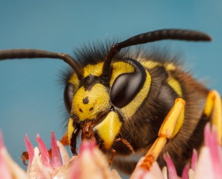 Will you welcome wasps in 2023? RHS makes predictions for the year ahead