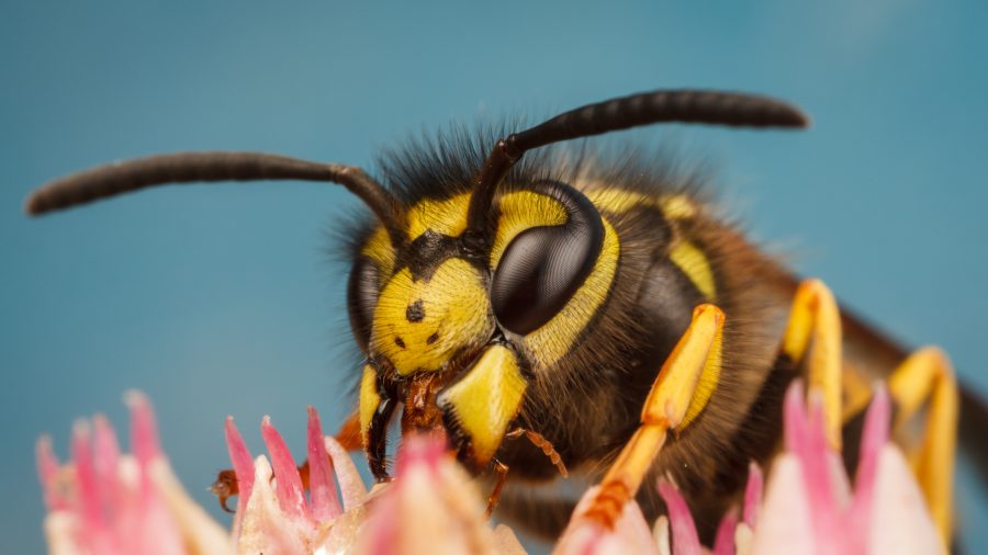 Will you welcome wasps in 2023? RHS makes predictions for the year ahead