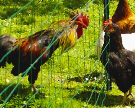 Janine Marsh found herself with a runaway rooster