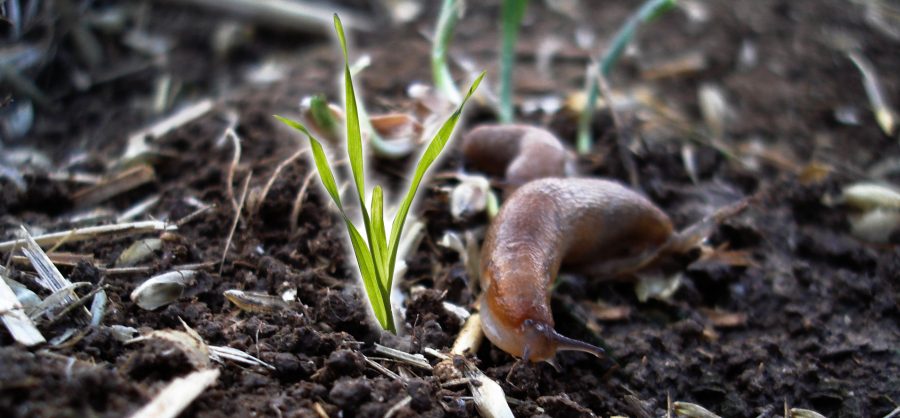 Send us your slugs: BOFIN research project seeks slimy ‘Scouts’ for feeding studies