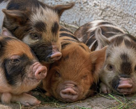 How to feed micro pigs
