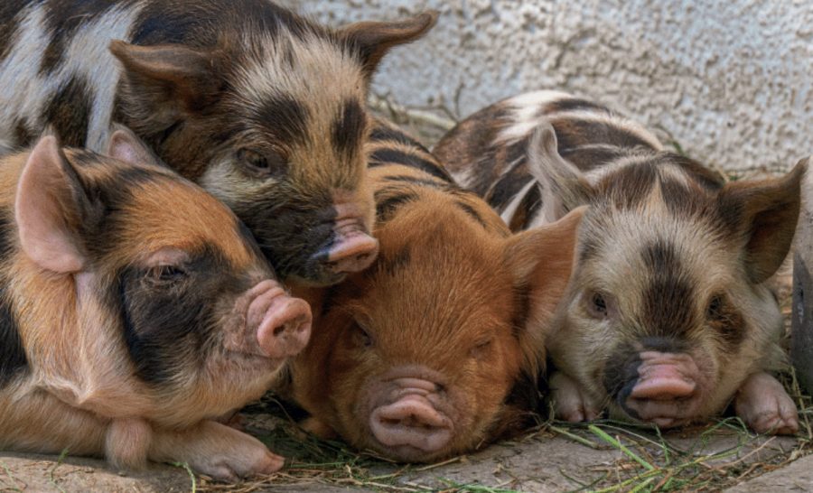 How to feed micro pigs