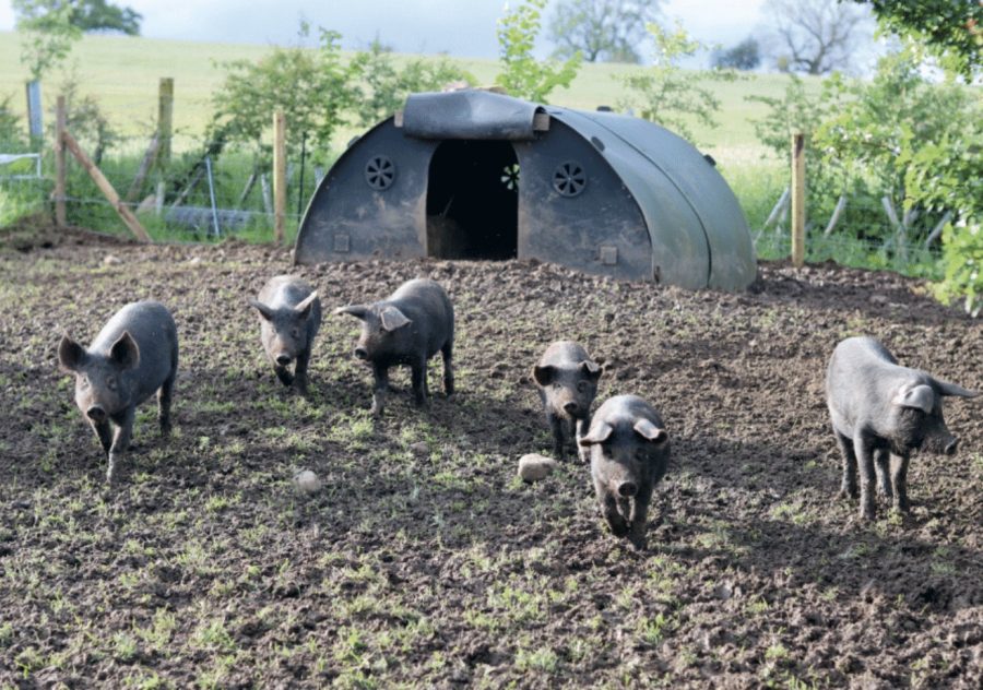 What are the benefits of joining a smallholder club?