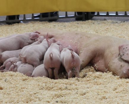 Liz Shankland: Healthy pigs, healthy profits