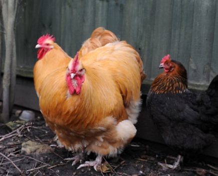 Health and fitness for your hens