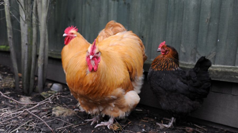 Health and fitness for your hens