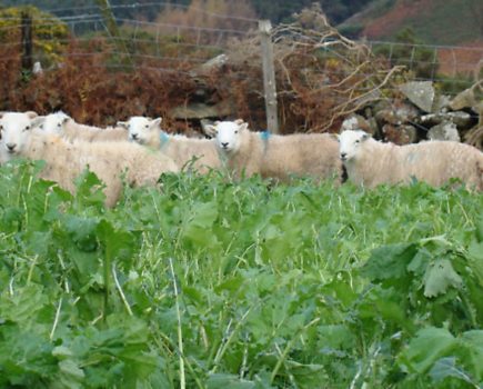 Tim’s tips: The importance of insurance to smallholders… plus more smallholding advice!