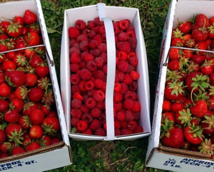 Making strawbs a cinch