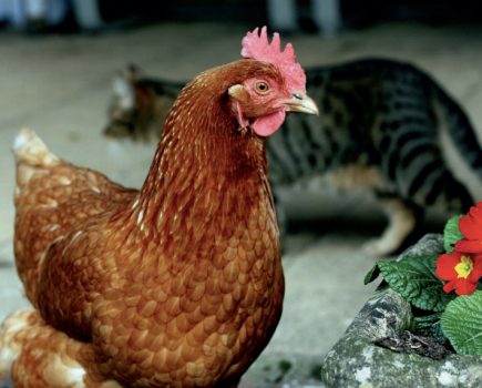 Fear and stress in chickens