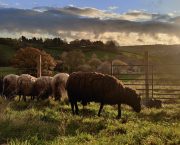 Why hand shearing brings that extra special touch