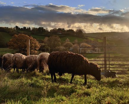 Why hand shearing brings that extra special touch