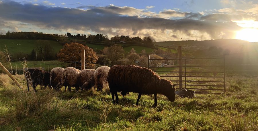 Why hand shearing brings that extra special touch