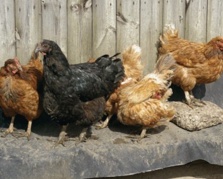 How to ensure your chickens stay healthy in wet conditions