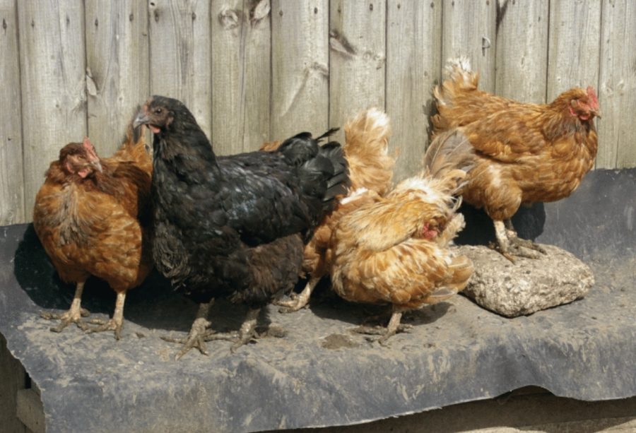 How to ensure your chickens stay healthy in wet conditions