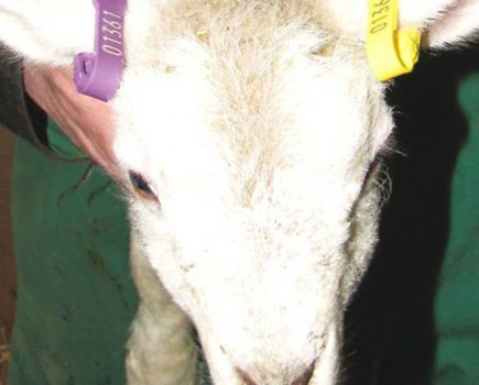 Top livestock tagging tips