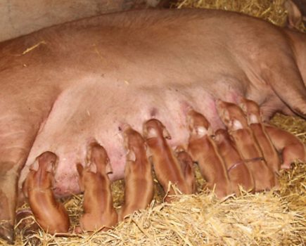 Ask the experts: What to do about fussy piglets… plus more livestock advice